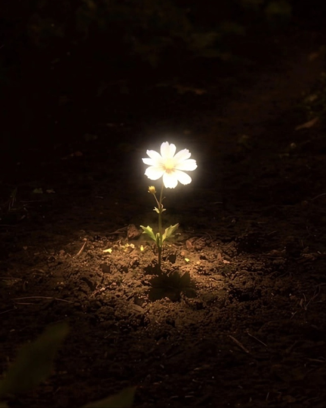 6 Sunnahs to Reclaim Your 20s Before They Reclaim You